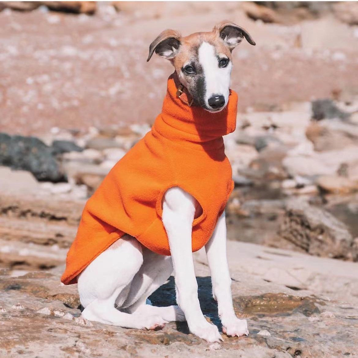 Winter Polar Fleece High Collar Soft Italian Greyhound Whippet Dog Clothing - MAXXLIFE ONLINE STORE